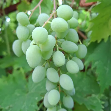 Apartmán Perla 55 Poreč