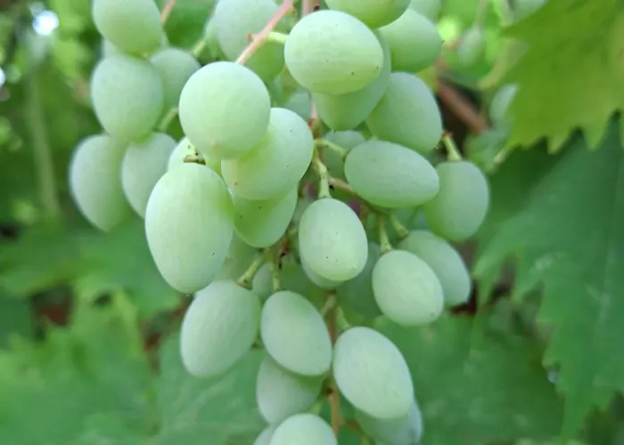 アパート Perla 55 ポレッチ